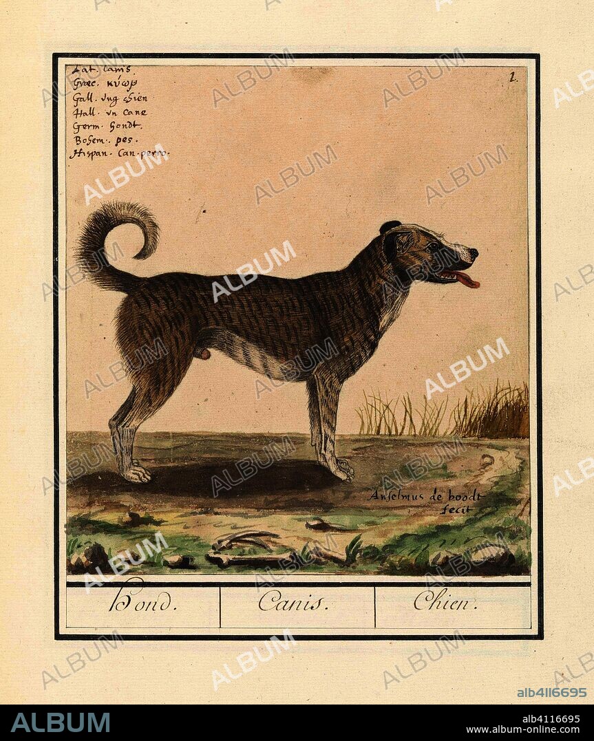 Hond (Canis lupus familiaris). Hond. / Canis. / Chien. (title on object). Draughtsman: Anselmus Boëtius de Boodt (mentioned on object). Dating: 1596 - 1610. Place: Praag. Measurements: h 202 mm × w 184 mm.