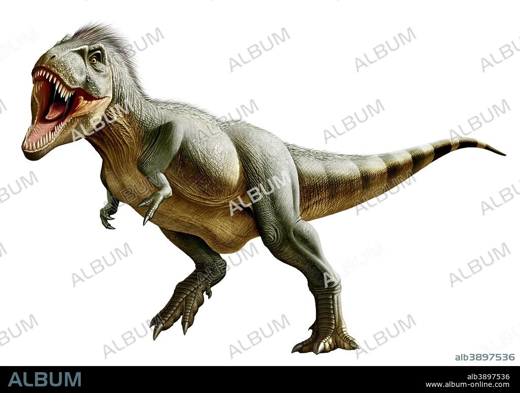 Tyrannosaurus Rex, a genus of coelurosaurian theropod dinosaur of the Upper Cretaceous period.