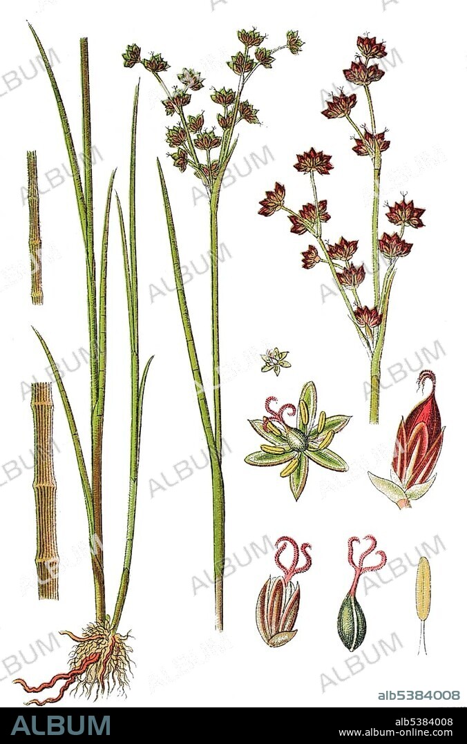 Jointleaf rush (Juncus articulatus), medicinal plant, useful plant, chromolithograph, 1876.
