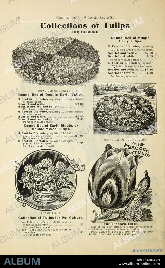 Bulbs and plants, Milwaukee, Wis, Currie Bros, 1908, flowers, seeds, catalogs, nurseries, horticulture, plants, ornamental, bulbs, plants, garden stories, in bloom, A vintage page showcasing various collections of tulips for bedding, featuring detailed descriptions and pricing. It highlights a round bed of single early tulips with specifications for planting, including required bulb quantities and prices. Additionally, there are sections for double early tulips and a specific variety labeled 'The Peacock Tulip,' which emphasizes its unique characteristics. The design includes illustrations of the tulips, enhancing the appeal of the flower types and providing a visual guide for potential gardeners. The page also offers options for postal orders, emphasizing convenience for buyers.