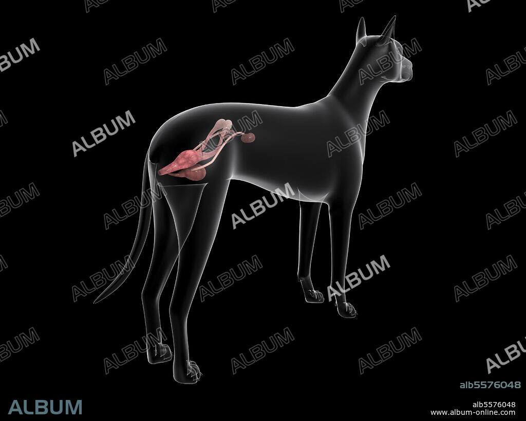 Urinary system in a female dog, x-ray view.
