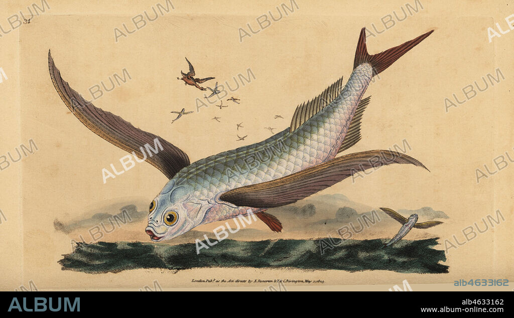Tropical two-wing flyingfish or common flying fish, Exocoetus volitans. Handcoloured copperplate drawn and engraved by Edward Donovan from his Natural History of British Fishes, Donovan and F.C. and J. Rivington, London, 1802-1808.