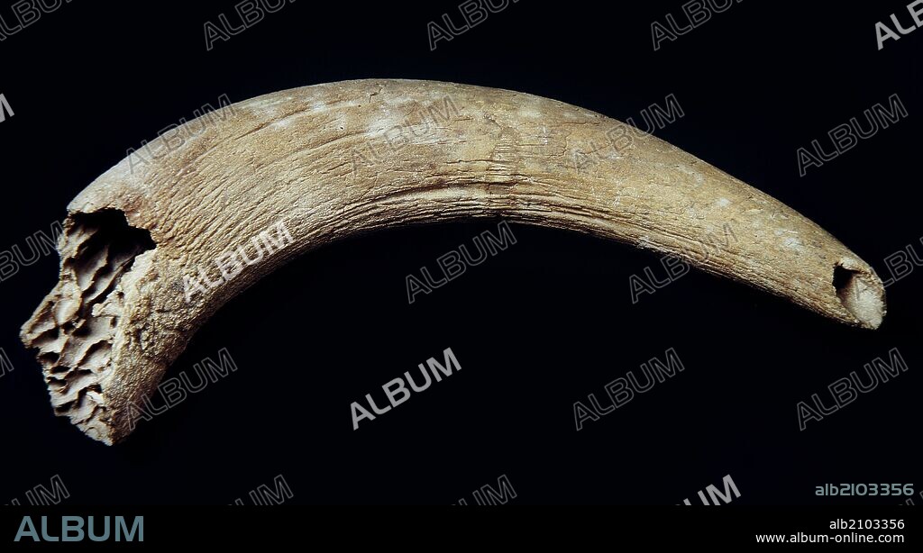 PALEOLITHIC FAUNA BONE REMAINS: BOVIDAE HORN, FROM THE EXCAVATIONS OF TORRALBA AMBRONA (LOCATION: NATIONAL ARCHEOLOGICAL MUSEUM).