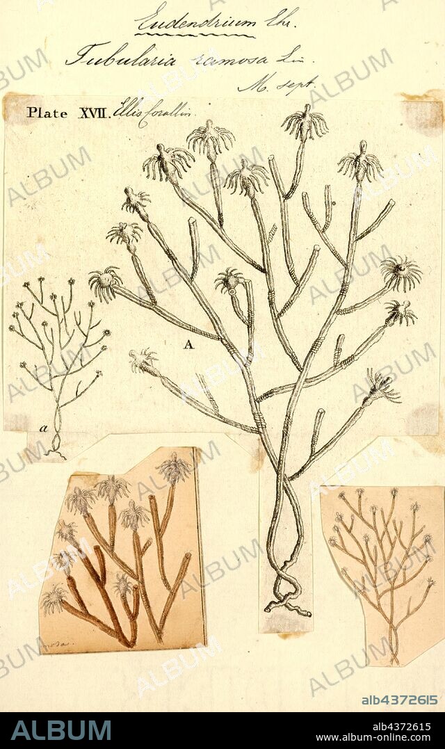 Tubularia ramosa, Print, Eudendrium ramosum, sometimes known as the tree hydroid, is a marine species of cnidaria, a hydroid (Hydrozoa) in the family Eudendriidae of the order Anthoathecata.