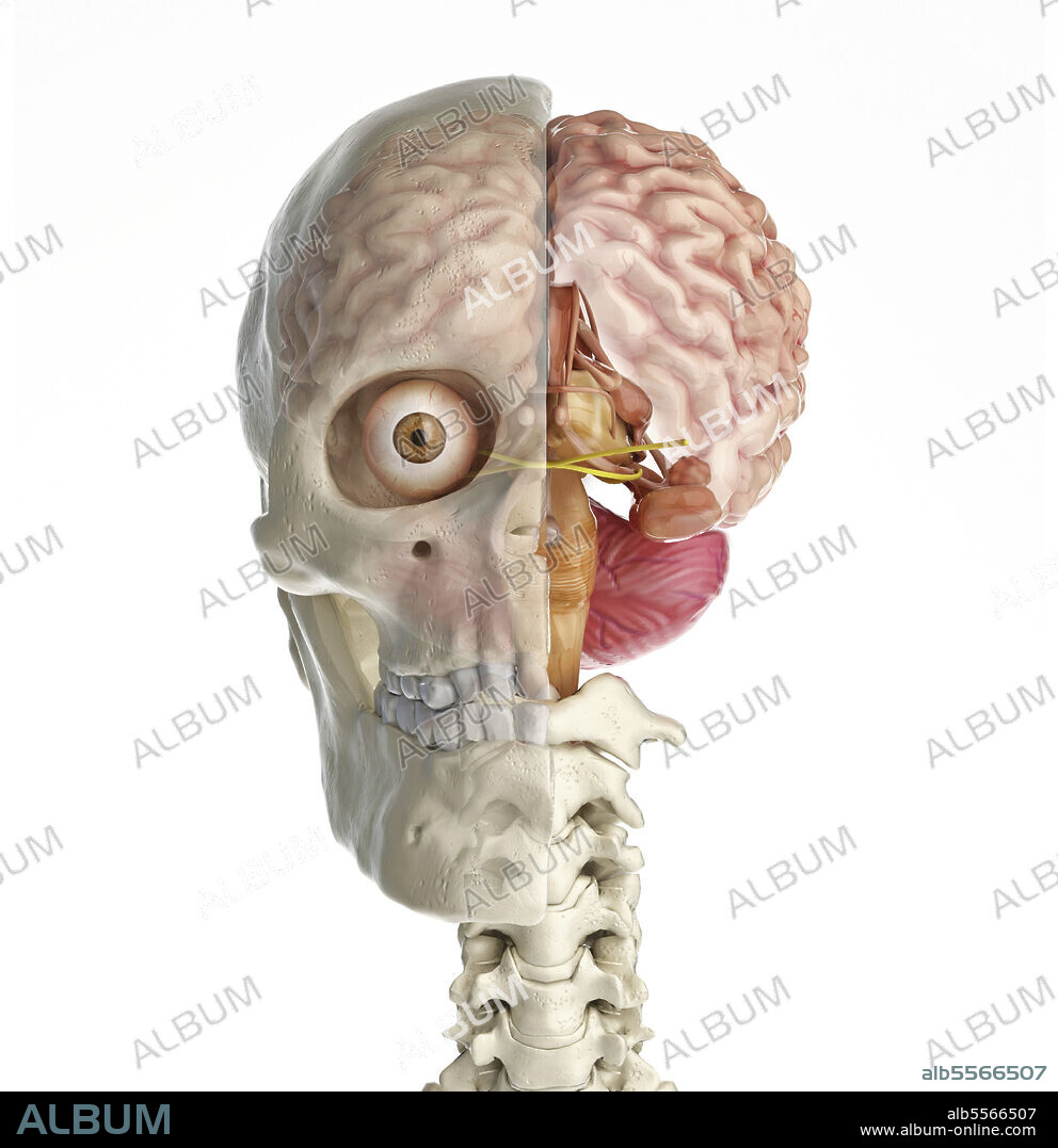 Human skull mid sagittal cross-section with brain. Front view on white background.