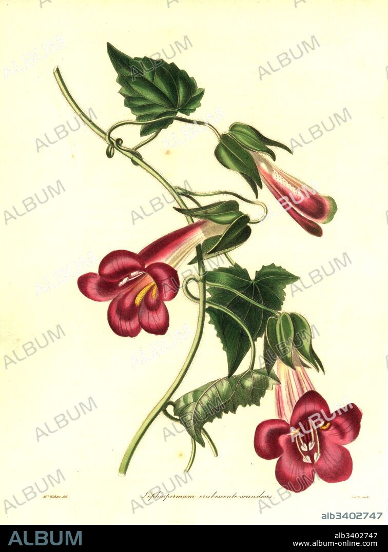 Hybrid climbing lophospermum, Lophospermum erubescente-scandens (Lophospermum erubescens x Lophospermum scandens). Handcoloured copperplate engraving by S. Nevitt after a botanical illustration by Mrs Augusta Withers from Benjamin Maund and the Rev. John Stevens Henslow's The Botanist, London, 1836.