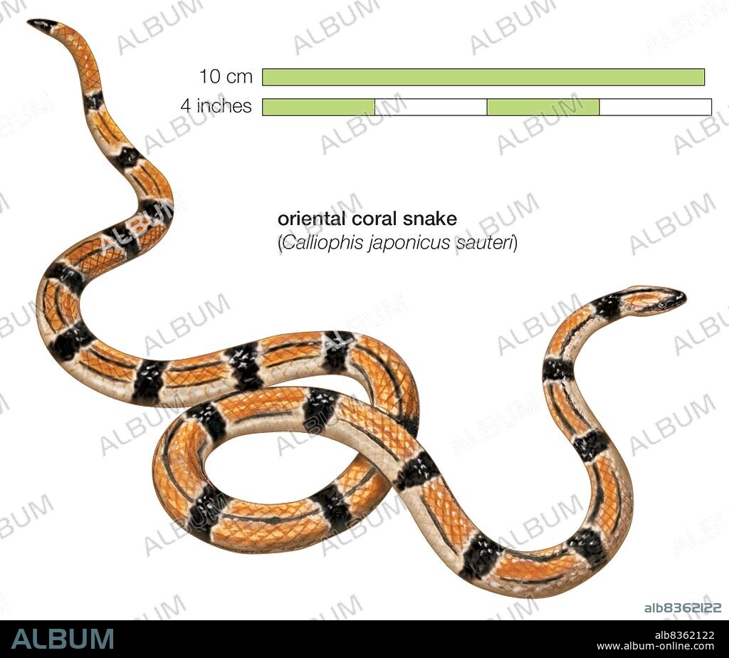 Oriental coral snake (Calliophis japonicus sauteri).