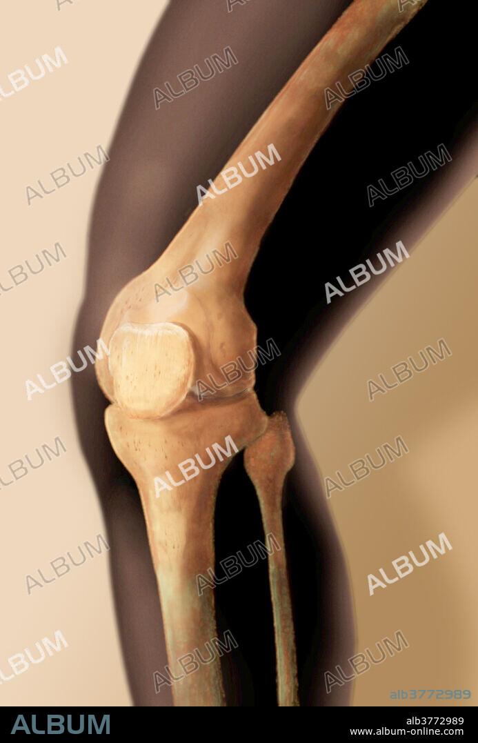 Patella and Knee
