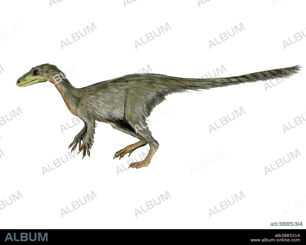 Dilong paradoxus dinosaur, white background.