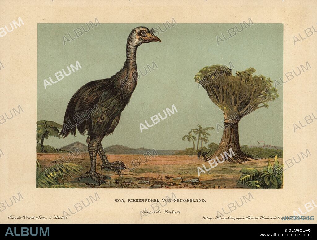 Moa, Dinornis novaezealandiae, extinct giant bird of New Zealand. Colour printed (chromolithograph) illustration by F. John from "Tiere der Urwelt" Animals of the Prehistoric World, 1910, Hamburg. From a series of prehistoric creature cards published by the Reichardt Cocoa company.