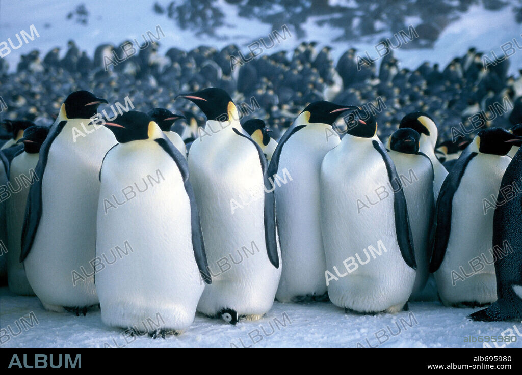 MARCH OF THE PENGUINS, 2005 (LA MARCHE DE L'EMPEREUR), directed by LUC JACQUET. Copyright NATIONAL GEOGRAPHIC / MAISON, JEROME.