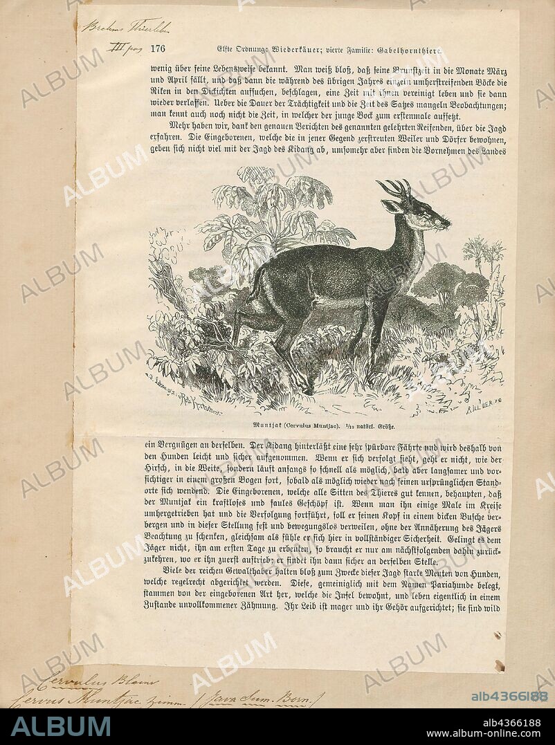 Cervus muntjac, Print, The Indian muntjac (Muntiacus muntjak), also called southern red muntjac and barking deer, is a deer species native to South and Southeast Asia. It is listed as Least Concern on the IUCN Red List., 1700-1880.