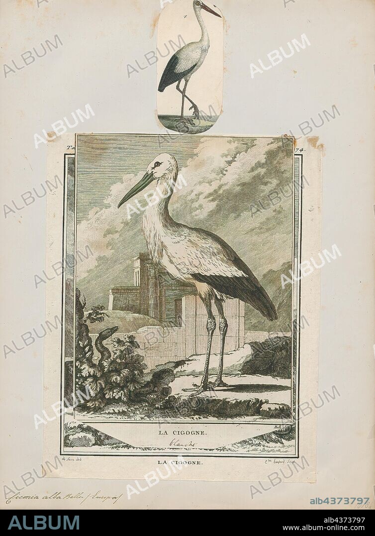 Ciconia alba, Print, The white stork (Ciconia ciconia) is a large bird in the stork family Ciconiidae. Its plumage is mainly white, with black on its wings. Adults have long red legs and long pointed red beaks, and measure on average 100–115 cm (39–45 in) from beak tip to end of tail, with a 155–215 cm (61–85 in) wingspan. The two subspecies, which differ slightly in size, breed in Europe (north to Finland), northwestern Africa, southwestern Asia (east to southern Kazakhstan) and southern Africa. The white stork is a long-distance migrant, wintering in Africa from tropical Sub-Saharan Africa to as far south as South Africa, or on the Indian subcontinent. When migrating between Europe and Africa, it avoids crossing the Mediterranean Sea and detours via the Levant in the east or the Strait of Gibraltar in the west, because the air thermals on which it depends for soaring do not form over water., 1700-1880.