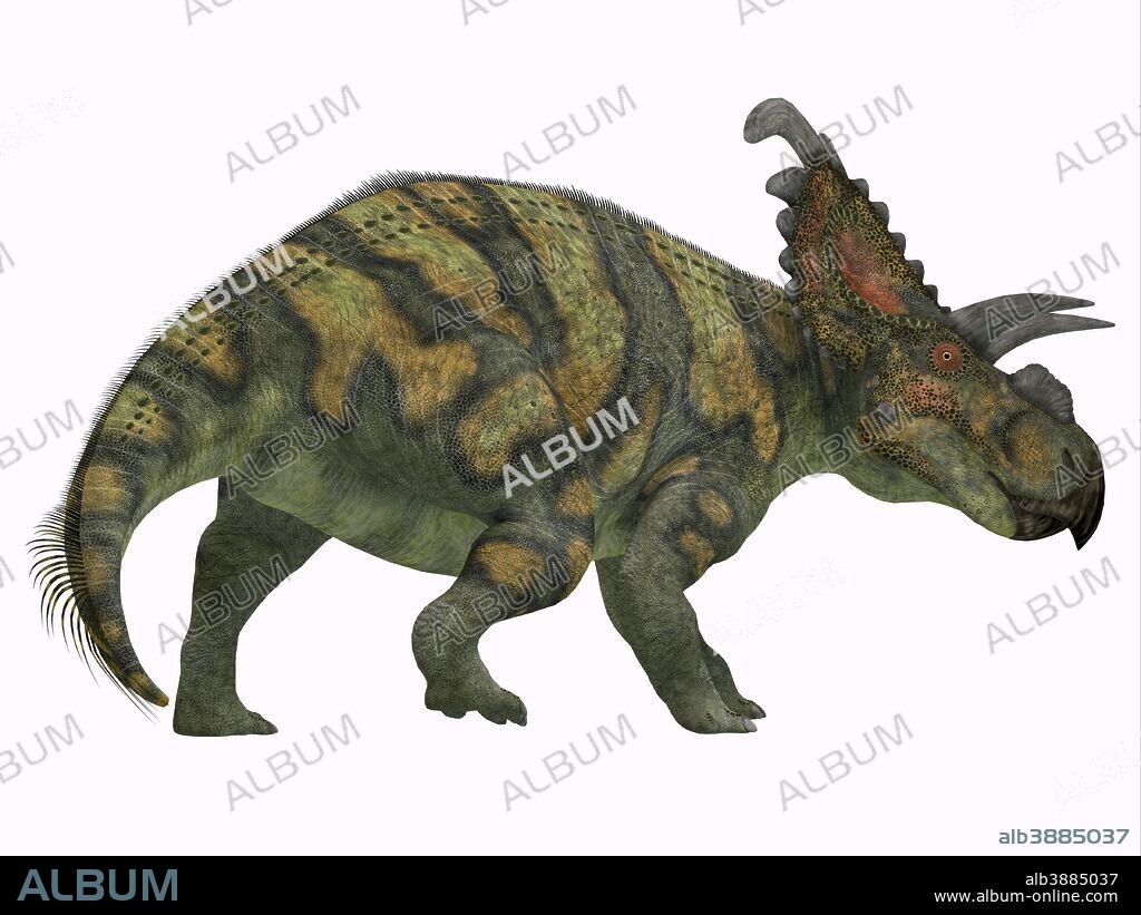 Albertaceratops dinosaur, side profile. Albertaceratops was a herbivorous Ceratopsian dinosaur that lived in Alberta, Canada during the Cretaceous Period.