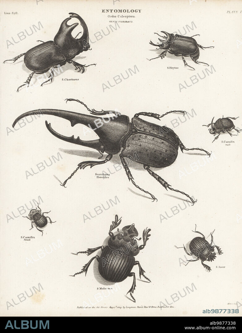 Hercules beetle, Dynastes hercules (Scarabeus hercules), rhinoceros beetle, Enema pan (S. chorinaeus), eastern hercules beetle, Dynastes tityus (S. titytus), rainbow scarab, male and female, Phanaeus vindex (S. carnifex), dung beetle, Catharsius molossus (S. molossus), and sacred scarab, Scarabaeus sacer. Copperplate engraving by Thomas Milton from Abraham Rees' Cyclopedia or Universal Dictionary of Arts, Sciences and Literature, Longman, Hurst, Rees, Orme, Paternoster Row, London, August 1, 1809.