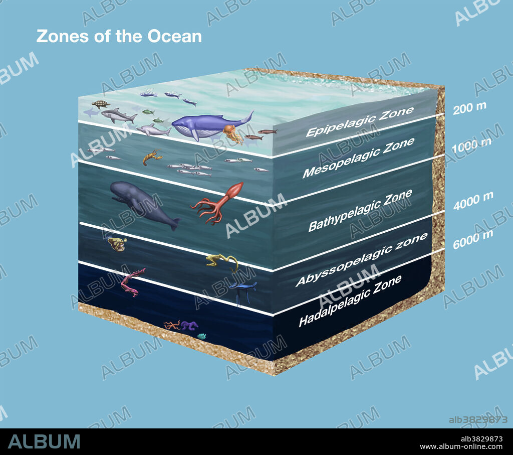 Cross-sectional diagram showing zones of the ocean. From top to bottom: Epipelagic, Mesopelagic, Bathypelagic, Abyssopelagic, and Hadalpelagic.