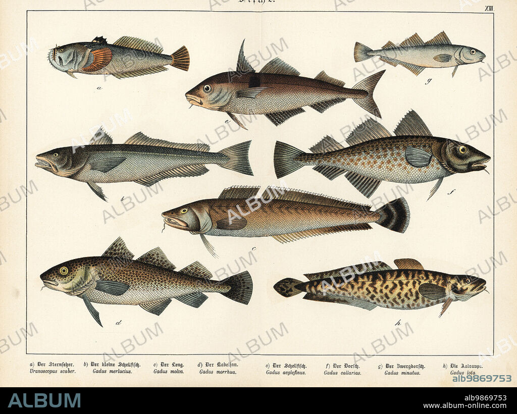 Atlantic stargazer, Uranoscopus scaber a, European hake, Merluccius merluccius b, common ling, Molva molva c, Atlantic cod, Gadus morhua d,f, haddock, Melanogrammus aeglefinus e, poor cod, Trisopterus minutus g and burbot, Lota lota h. Chromolithograph from Gotthilf Heinrich von Schubert's Natural History of Animal Kingdoms for School and Home (Naturgeschichte des Tierreichs fur Schule und Haus), Schreiber, Munich, 1886.