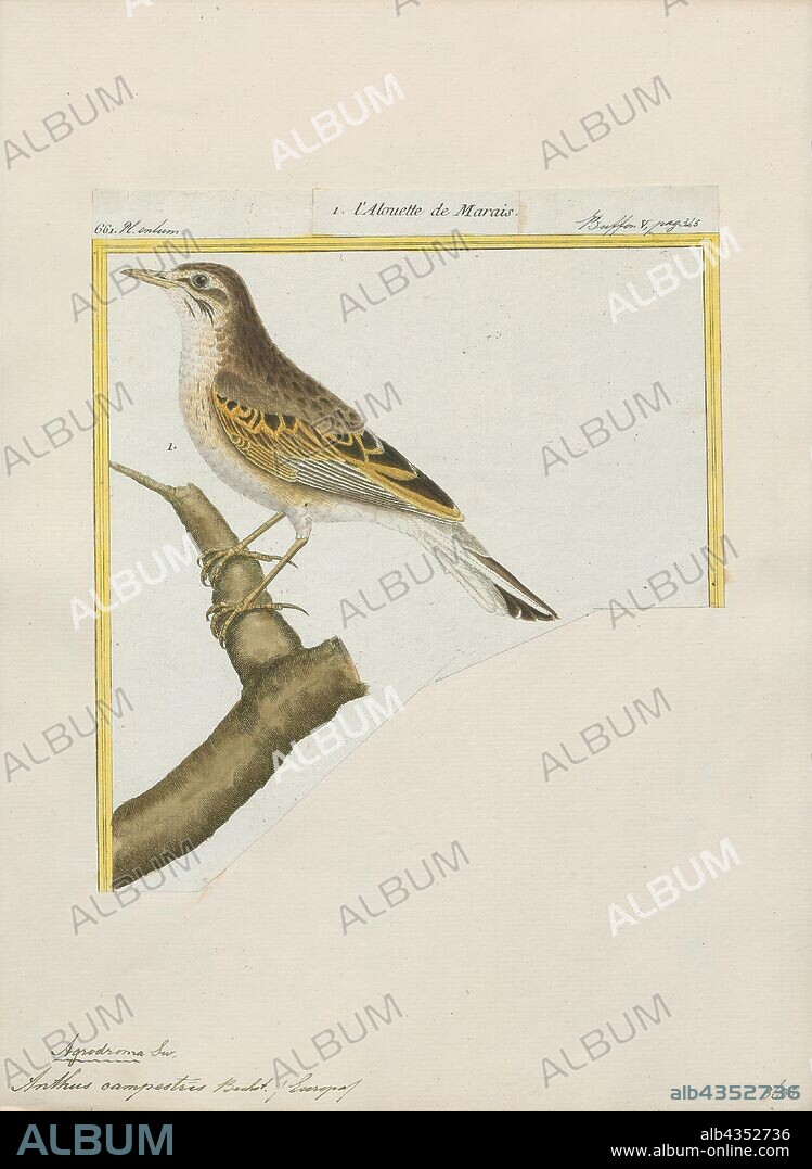 Anthus campestris, Print, The tawny pipit (Anthus campestris) is a medium-large passerine bird which breeds in much of temperate Europe and Asia, and north-western Africa. It is a migrant moving in winter to tropical Africa and the Indian Subcontinent. The scientific name is from Latin. Anthus is the name for a small bird of grasslands, and the specific campestris means "of the fields"., 1700-1880.