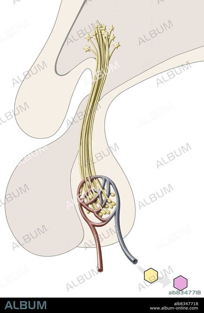 The pituitary gland consists of two lobes, the adenopituitary and the neuropituitary. The adenohypophysis secretes the growth hormone and hormones performing a regulatory function on the other endocrine glands.