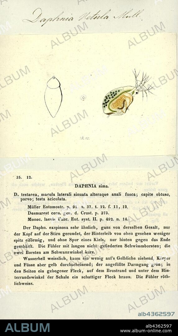 Daphnia vetula, Print, Daphnia, a genus of small planktonic crustaceans, are 0.2–5 millimetres (0.01–0.20 in) in length. Daphnia are members of the order Cladocera, and are one of the several small aquatic crustaceans commonly called water fleas because their saltatory (Wiktionary) swimming style resembles the movements of fleas. Daphnia live in various aquatic environments ranging from acidic swamps to freshwater lakes and ponds.