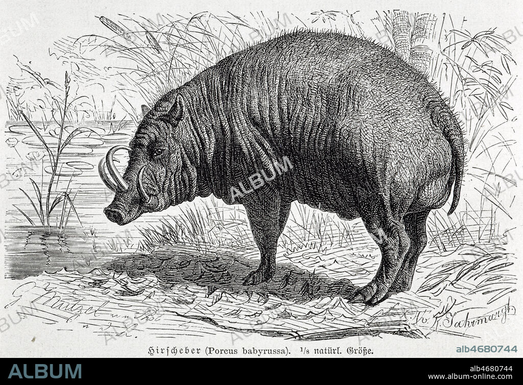 'Porcus babyrussa' : babiroussa ou cochon cerf. Gravure de 1893 pour Brehms Tierleben par Alfred BREHMS (1829-1884). Credit : Coll. Jonas/KHARBINE-TAPABOR.