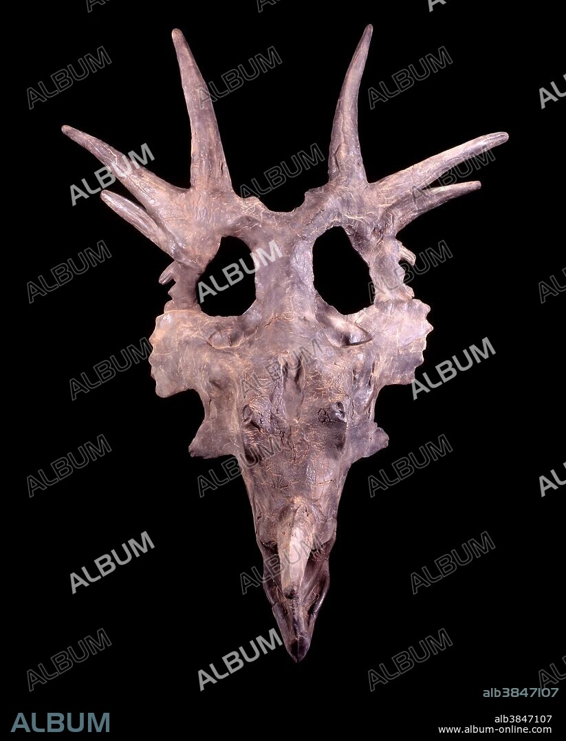 Cast skull of Styracosaurus albertensis, a ceratopsian from the Cretaceous Period, Alberta, Canada. Please credit the Canadian Museum of Nature in Ottawa.