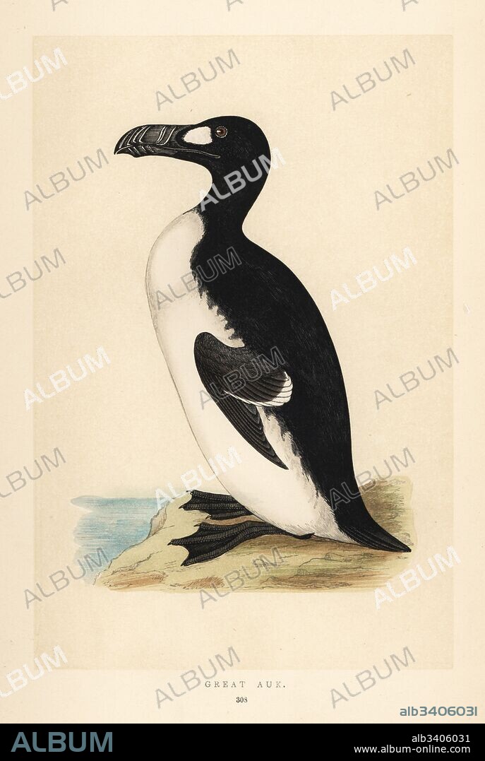 Great auk, Pinguinus impennis. Extinct. Handcoloured woodblock engraving by Benjamin Fawcett from Francis Orpen Morris' Natural History of British Birds, London, 1850.