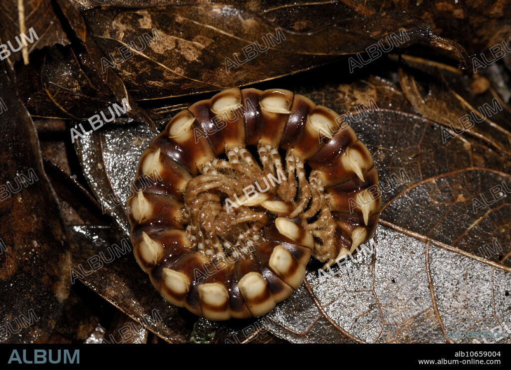 This millipede (Class Diplopoda) is laying on its side to play dead after being disturbed. The side view clearly shows the 2 legs per side per body segment that distinguishes millipedes from centipedes which have only 1 leg protruding from each side of a segment.