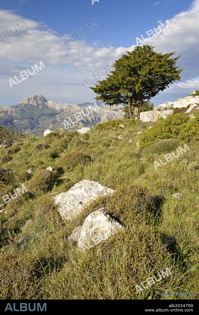 Tejo,Taxus baccata, .Puig des Teix, 1064 mts.Sierra de Tramuntana.Mallorca.Islas Baleares. Spain.