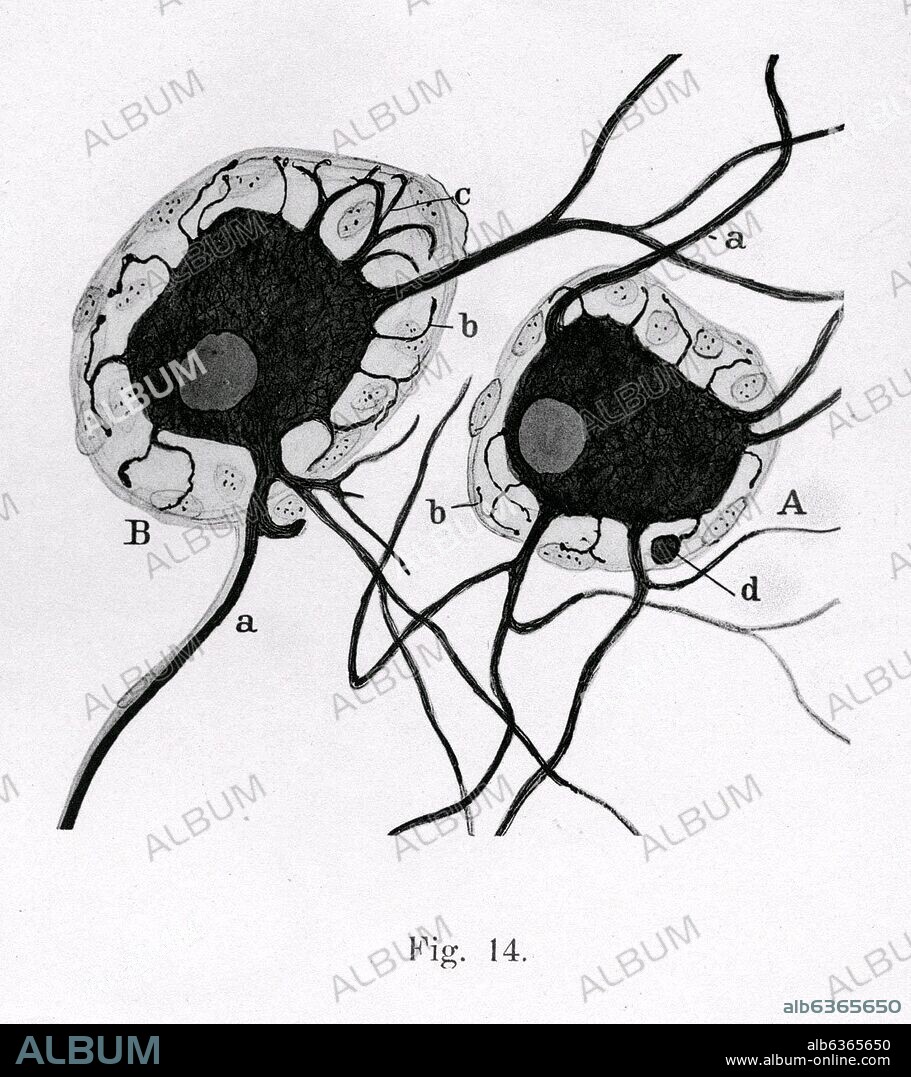 SANTIAGO RAMóN Y CAJAL. A B CELULAS ESTRELLADAS DEL HOMBRE ADULTO a AXON b DENDRITAS CORTAS O APENDICES SUBCAPSULARES d APENDICE TERMINADO EN MAZA- DERECHOS.