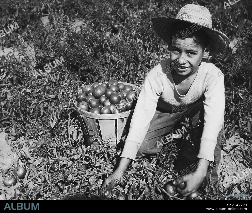 Boy picking tomatoes, Ohio.