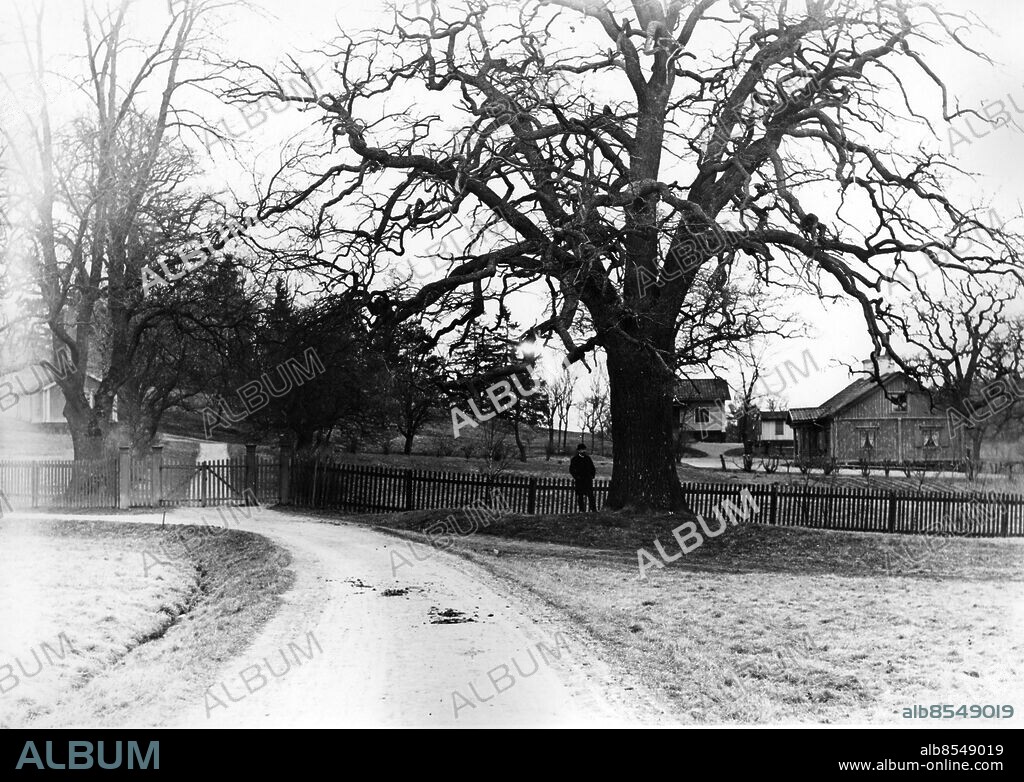 ARKIV STOCKHOLM 1893.. Fiskartorpet 1893. Djurgården, norra. En man står under en stor ek vid Fiskartorpet på norra Djurgården.. Foto: Oscar Heimer / SVT / Kod: 5600. sv/v. Mapp: Djurgården, södra o. norra, Beckholmen D 1 - D 34. Träd Ekar Grenverk Staket. H D:26.