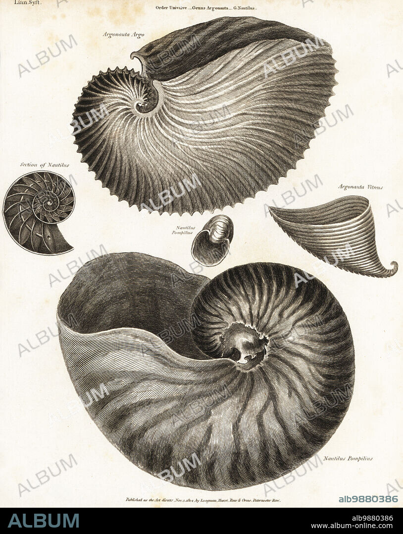 Greater argonaut, Argonauta argo, glassy nautilus, Carinaria cristata, and chambered nautilus, Nautilus pompilius. Copperplate engraving by Milton from Abraham Rees' Cyclopedia or Universal Dictionary of Arts, Sciences and Literature, Longman, Hurst, Rees and Orme, London, 1804.