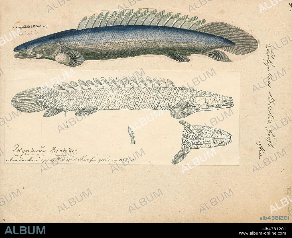 Polypterus bichir, Print, Polypterus bichir, the Nile bichir, is a fish which lives in the Nile and some of its tributaries in Africa. It is a dark grayish color on the top, with a dark vertical marking and bands on the flank. This marking is more prominent on juveniles, and fades as the fish grows., 1700-1880.