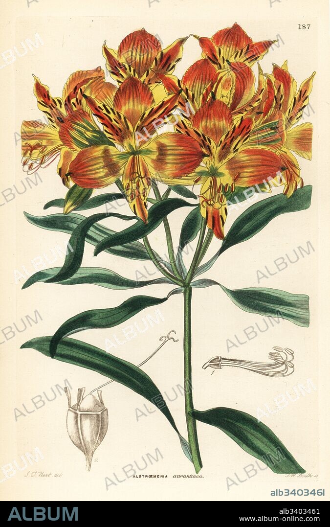 Orange Peruvian lily, Alstroemeria aurea (Orange-flowered alstroemeria, Alstroemeria aurantiaca). Handcoloured copperplate engraving by Frederick W. Smith after J.T. Hart from John Lindley and Robert Sweet's Ornamental Flower Garden and Shrubbery, G. Willis, London, 1854.