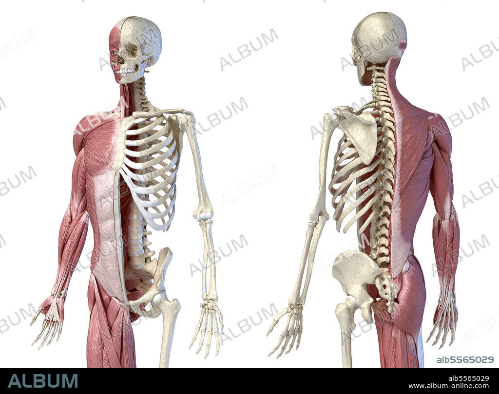 3D illustration of skeletal and muscular systems. Three quarter length upper body, front and back perspective views on white background.