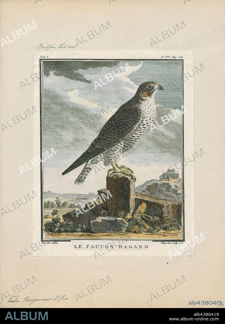 Falco peregrinus, Print, The peregrine falcon (Falco peregrinus), also known as the peregrine, and historically as the duck hawk in North America, is a widespread bird of prey (raptor) in the family Falconidae. A large, crow-sized falcon, it has a blue-grey back, barred white underparts, and a black head. The peregrine is renowned for its speed, reaching over 320 km/h (200 mph) during its characteristic hunting stoop (high-speed dive), making it the fastest bird in the world and the fastest member of the animal kingdom. According to a National Geographic TV program, the highest measured speed of a peregrine falcon is 389 km/h (242 mph). As is typical of bird-eating raptors, peregrine falcons are sexually dimorphic, with females being considerably larger than males., 1700-1880.
