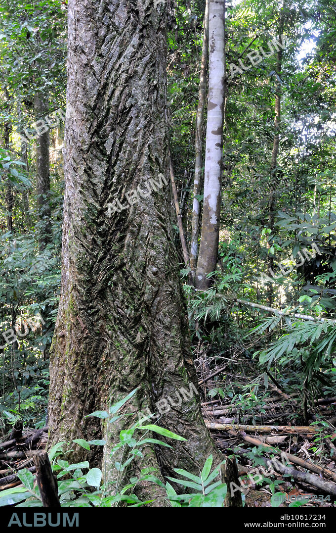 The Ipoh Tree (Antiaris toxicaria) is the source of the poisonous sap used by the Orang Asli (indigenous people of Peninsular Malaysia) to tip their blowgun darts. Kuala Koh, Taman Negara National Park, Malaysia. The marks on the trunk are from where it has been cut to collect the sap.