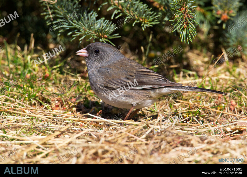 Dark-eyed Junco (Slate Colored Junco), Junco hyemalis, breeds in North American taiga forests from Alaska to Newfoundland and south to the Appalachian Mountains, wintering through most of the United States. Pocono mountains, PA.