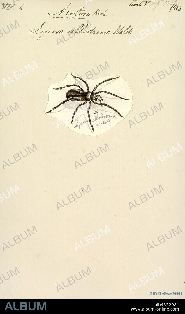 Arctosa, Print, Arctosa is a genus of wolf spiders first described by Carl Ludwig Koch in 1847. it contains 171 species.