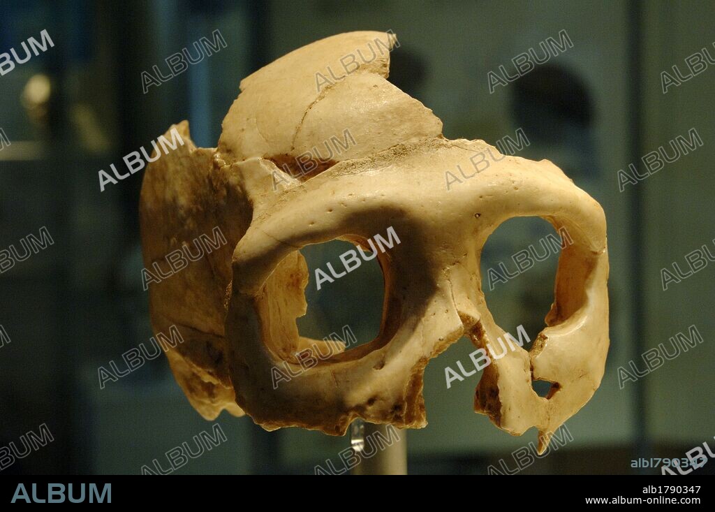 ARTE PREHISTORICO. Cráneo de NEANDERTHAL (Homo Neanderthalensis). Krapina. Croacia. Museo de Historia Natural. Londres. Inglaterra. Reino Unido.
