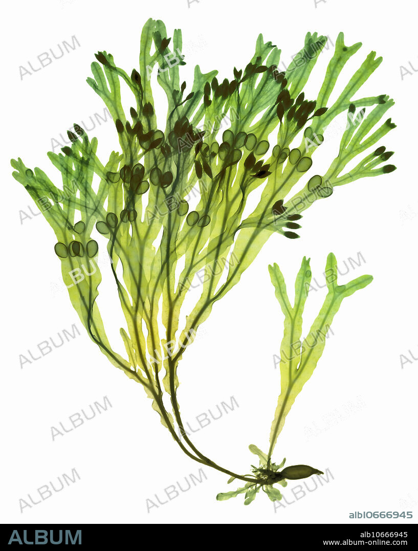 Colour-enhanced X-ray of rockweed seaweed (Ascophyllum nodosum). This specimen was collected on the shores of Block Island, Rhode Island in May of 2015. Ascophyllum nodosum is a large, common brown alga (Phaeophyceae) in the family Fucaceae, being the only species in the genus Ascophyllum. It is seaweed of the northern Atlantic Ocean, also known as rockweed, Norwegian kelp, knotted kelp, knotted wrack or egg wrack. It is common on the north-western coast of Europe and the north-eastern coast of North America.