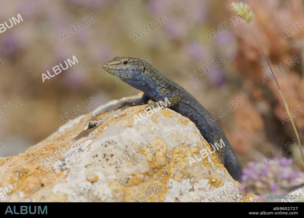 "Sargantana (Podarcis lilfordi).Cabrera.Parque nacional maritimo terrestre de Cabrera.Baleares.España.