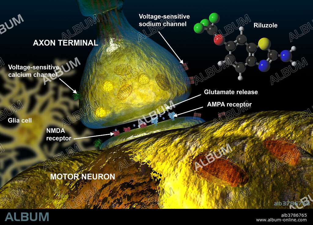 Illustration of the action of riluzole. Riluzole is a neuroprotective drug that blocks the action of the neurotransmitter glutamate in the central nervous system. It inhibits the release of glutamic acid from neurons also blocks some of the postsynaptic effects of glutamic acid by blocking N-methyl-D-aspartate (NMDA) receptors. This drug is used to slow the progress of amyotrophic lateral sclerosis (ALS or Lou Gehrig's disease). Labelled are axon terminal (large bell shape), sodium channel (reddish squares), glutamate release (bottom of axon), AMPA receptor (blue under axon), NMDA receptor (red under axon), glia cell (faint yellow on left), voltage-sensitive calcium channel (green), and large motor neuron at bottom. The molecular model of riluzole is shown on the right: Black=carbon, white=hydrogen, red=oxygen, blue=nitrogen, green=fluorine, yellow=sulfur.