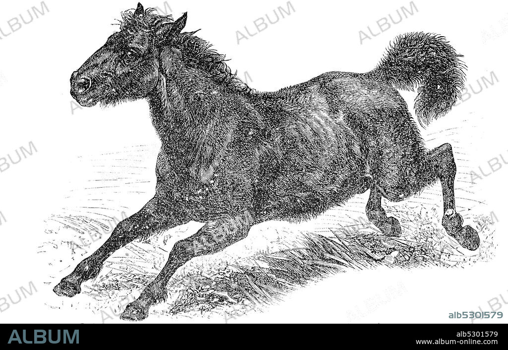 tarpan, Equus ferus ferus, also known as Eurasian wild horse, was a subspecies of wild horse, It is now extinct,   /  Tarpan, Equus ferus ferus, auch als eurasisches Wildpferd bekannt, war eine Unterart des Wildpferdes. Es ist heute ausgestorben, Historisch, digital improved reproduction of an original from the 19th century / digitale Reproduktion einer Originalvorlage aus dem 19. Jahrhundert.