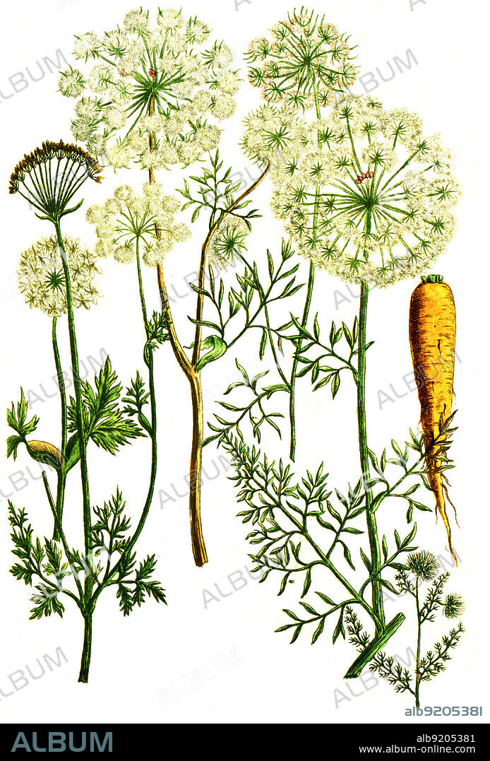 Möhren, Daucus, eine Pflanzengattung innerhalb der Familie der Doldenblütler, Apiaceae, Daucus sylvestris, vulgaris, hortensis, creticus, acantacarpos, montanus / Carrots, Daucus, a plant genus within the umbellifer family, Apiaceae, Daucus sylvestris, vulgaris, hortensis, creticus, acantacarpos, montanus, Digital retuschierte Illustration aus Phytanthoza iconographica von Johann Wilhelm Weinmann, Maler Bartholomäus Seutter und Kupferstecher Johann Jakob Haid und Johann Elias Ridinger, 1740 / Digitally retouched illustration from Phytanthoza iconographica by Johann Wilhelm Weinmann, painter Bartholomäus Seutter and engravers Johann Jakob Haid and Johann Elias Ridinger, 1740.