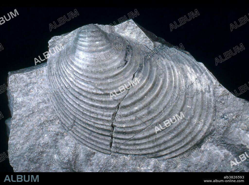 Bivalve Fossil