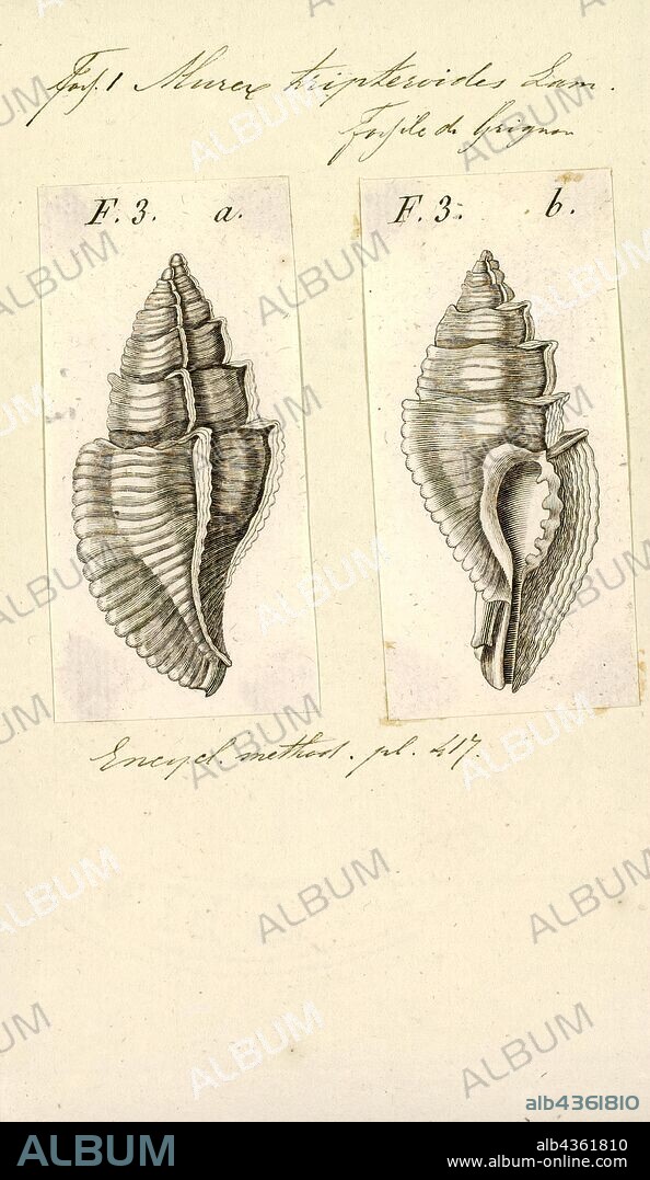 Murex tripteroides, Print, Murex is a genus of medium to large sized predatory tropical sea snails. These are carnivorous marine gastropod molluscs in the family Muricidae, commonly called "murexes" or "rock snails".