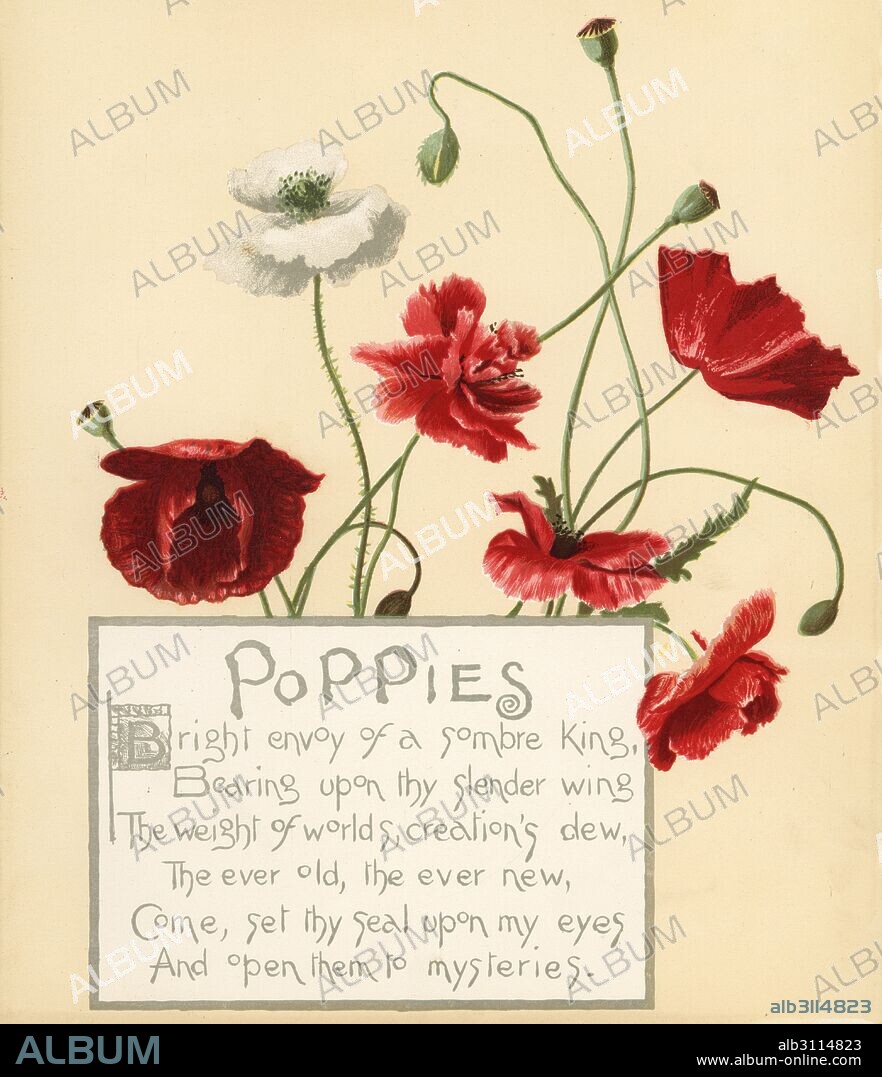 Poppies, Papaver rhoeas, and calligraphic poem. Chromolithograph by Louis Prang from Alice Ward Bailey's Flower Fancies, Boston, 1889. Illustrated by Lucy Baily, Eleanor Ecob Morse, Olive Whitney, Ellen Fisher, Fidelia Bridges, C. Ryan and F. Schuyler Mathews.