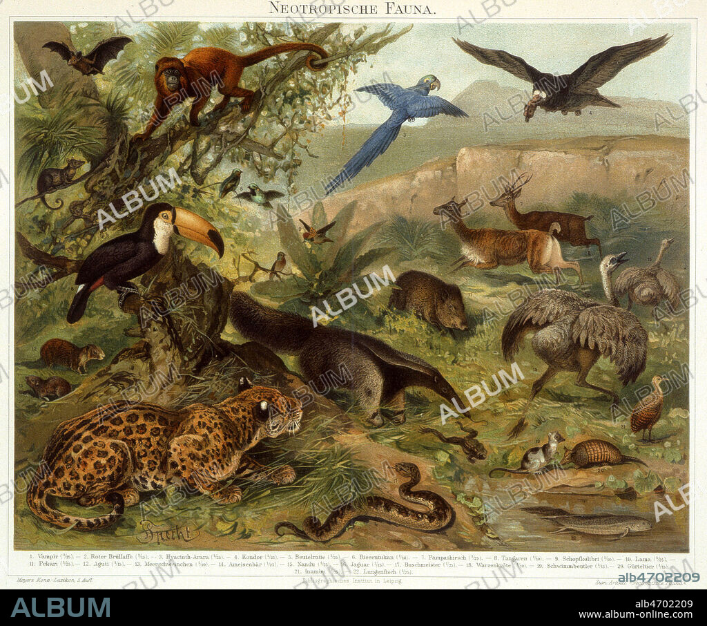 Faune tropicale : Toucan, panthere, tatou, tamanoir, condor, lama, nandou, agouti, vampire. Illustration anonyme de 1896 tiree de l'encyclopedie Meyer Konversation Lexikon. Credit : Coll. Jonas/KHARBINE-TAPABOR.